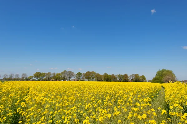 Raapzaad in landschap — Stockfoto