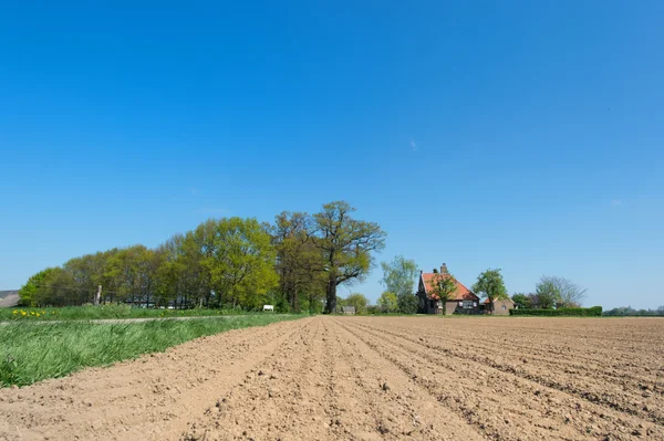 Agricultura en Holanda con campo de patatas —  Fotos de Stock