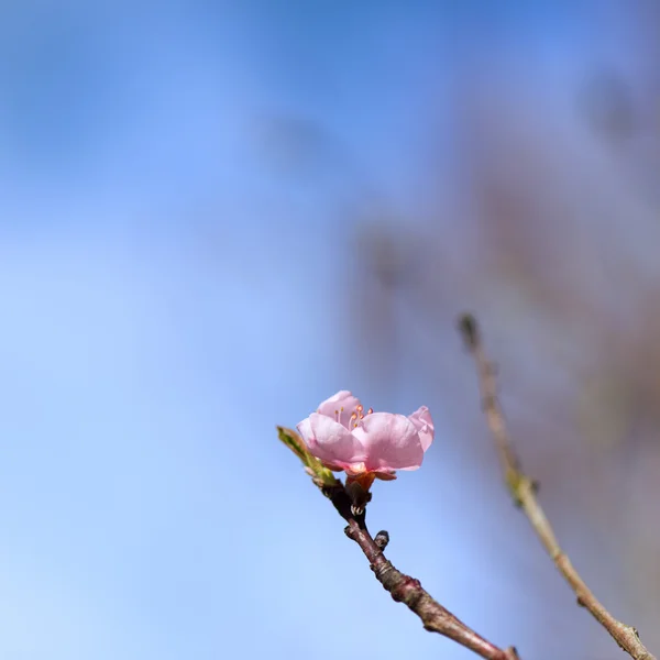 Blossom Nectarine with blue sky — Stock Photo, Image