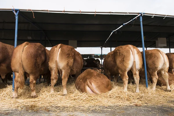 Modern toalett med gula plattor — Stockfoto