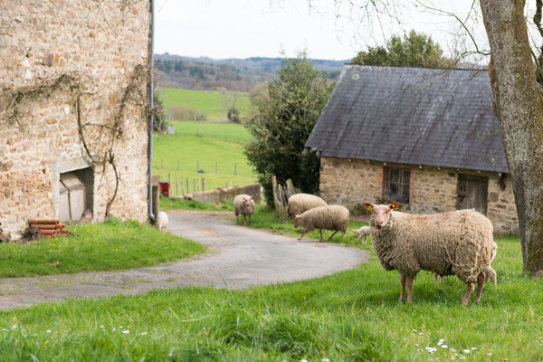 Современный туалет с желтой плиткой
