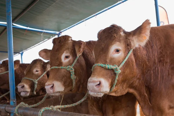 Francouzském Limousin býci — Stock fotografie