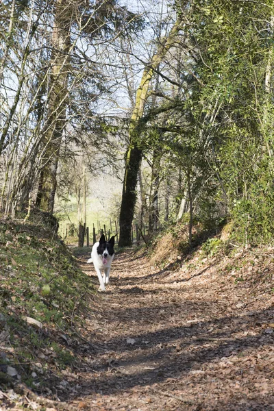 Cane che cammina nella foresta — Foto Stock