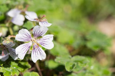 Sardunya renardii beyaz ve mavi