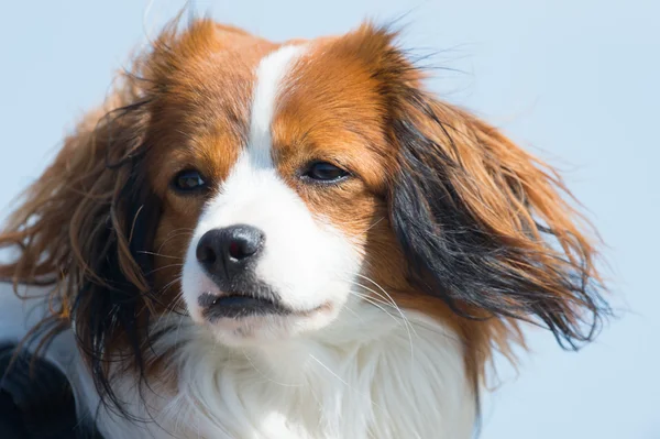 Retrato jovem cão — Fotografia de Stock