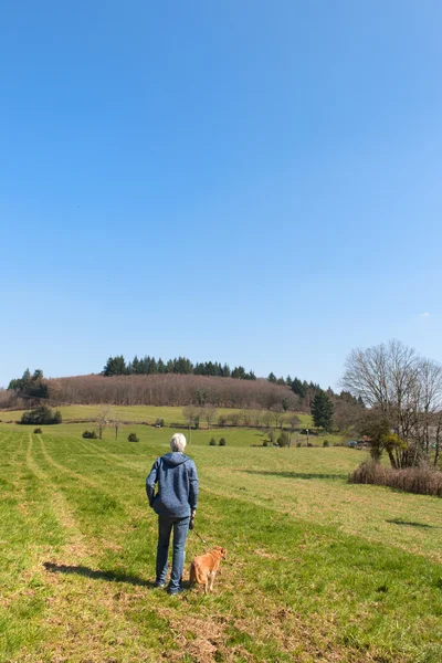 Liggande fransk Limousin — Stockfoto