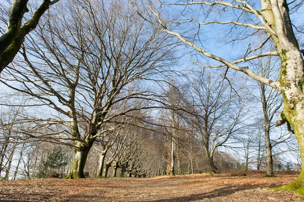 Kayın ağaçları kış — Stok fotoğraf