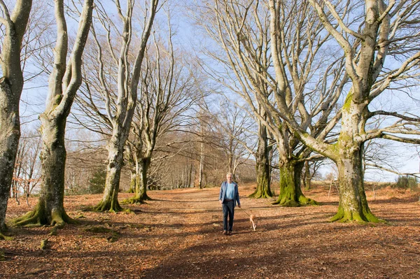 Hombre paseando perro entre hayas en invierno — Foto de Stock