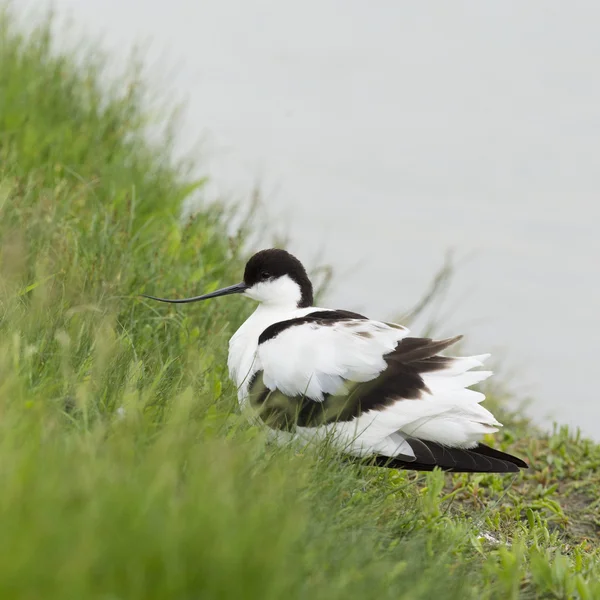 Avocet Pied vadear na água — Fotografia de Stock