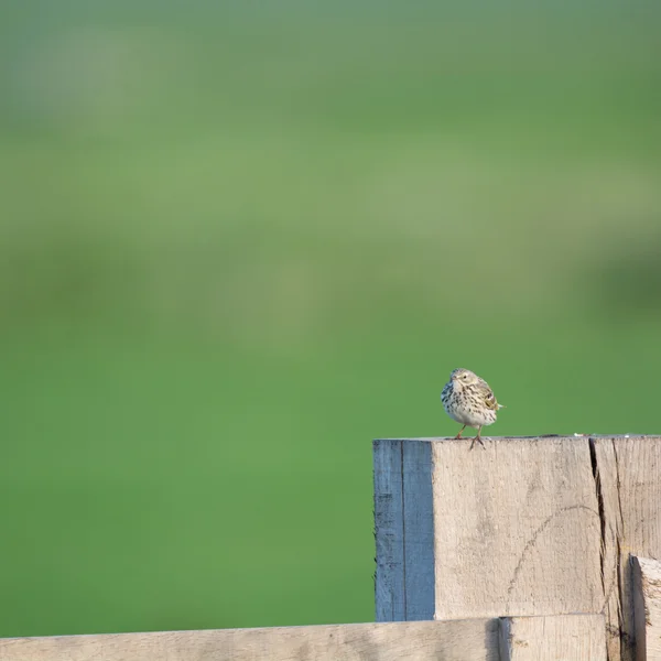 Çit üzerinde incir kuşu — Stok fotoğraf