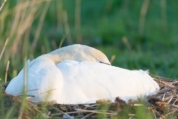White swan on nest — Stock Photo, Image
