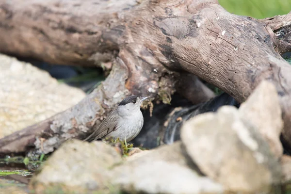 유라시아 blackcap 새 — 스톡 사진