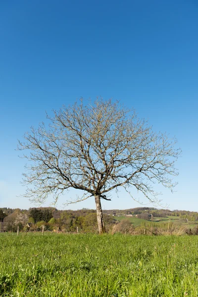 Kaštanový strom v krajině — Stock fotografie