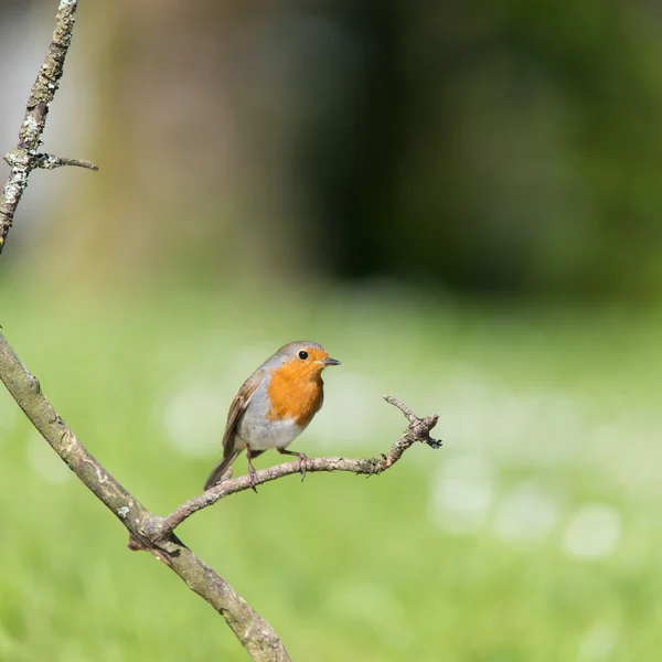 Robin europeo en sucursal — Foto de Stock