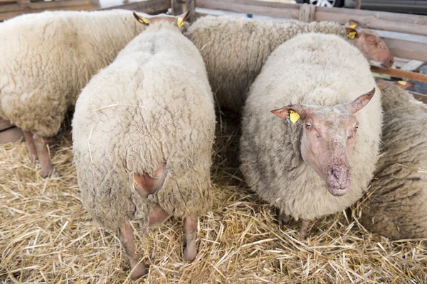 Frans ras schapen — Stockfoto