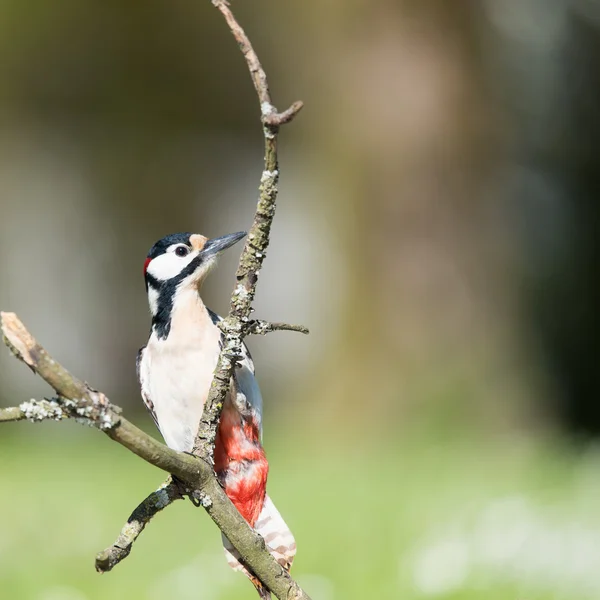 Weibchen-Buntspecht — Stockfoto