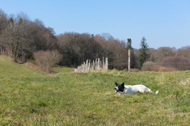 Manzarada döşeme köpek