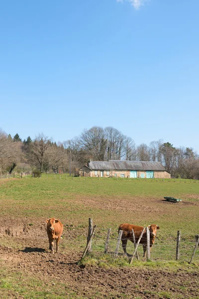 Francouzském Limousin krávy — Stock fotografie