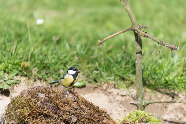 Kohlmeise im Sonnenschein — Stockfoto