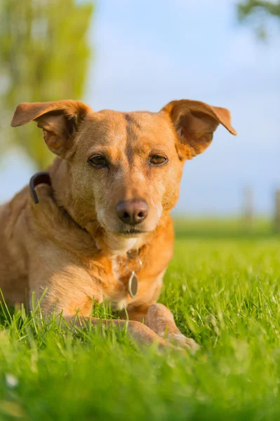 Old dog laying in grass outdoor — Stock Photo, Image