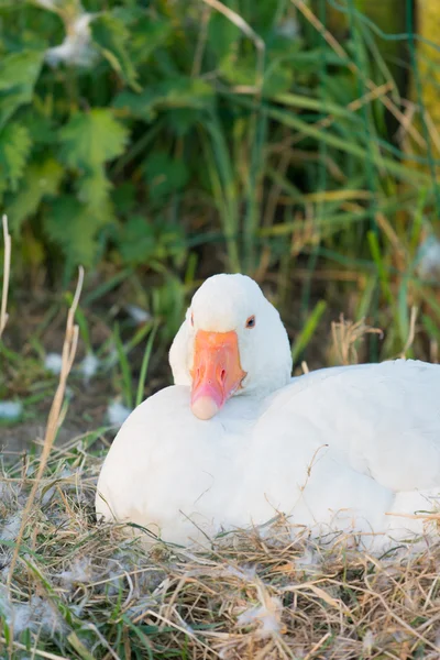 Bílá husa na hnízdě — Stock fotografie