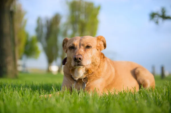Old dog outdoor — Stock Photo, Image