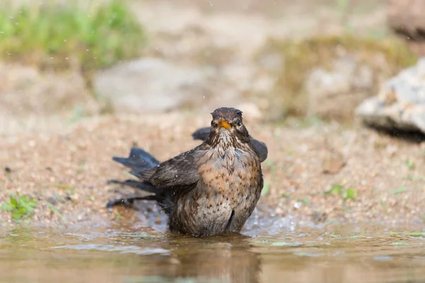 Common blackbird taking bath — Stock Photo, Image