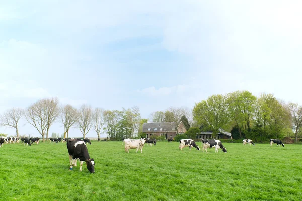 Typische Nederlandse koeien — Stockfoto