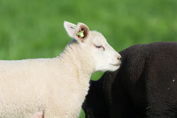 春の子羊 — ストック写真