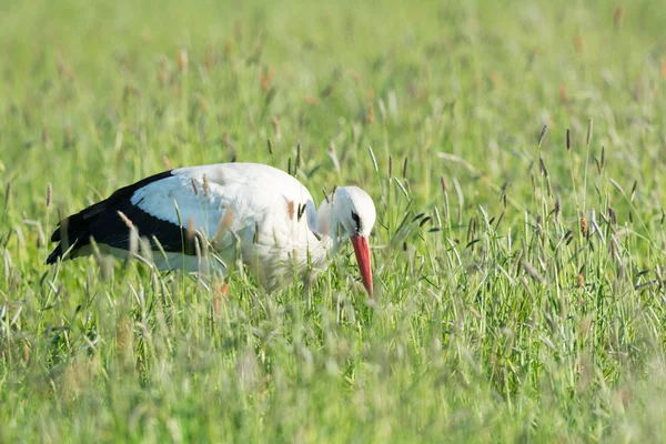 Cigüeña buscando comida en la hierba — Foto de Stock