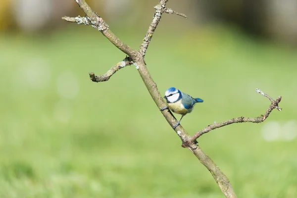 Peito azul no ramo — Fotografia de Stock