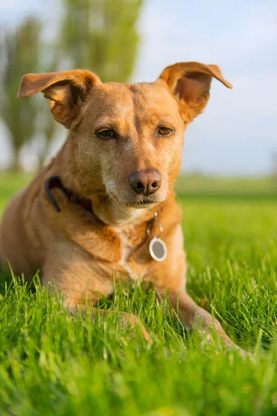 Yaşlı köpek açık — Stok fotoğraf