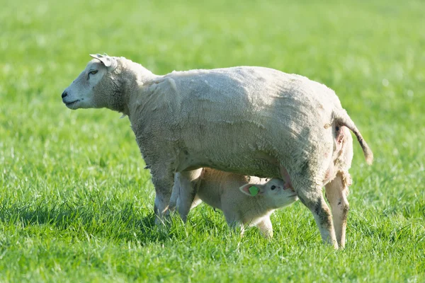 Schapen met lammeren drinken — Stockfoto