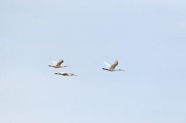 Havada uçan spoonbills