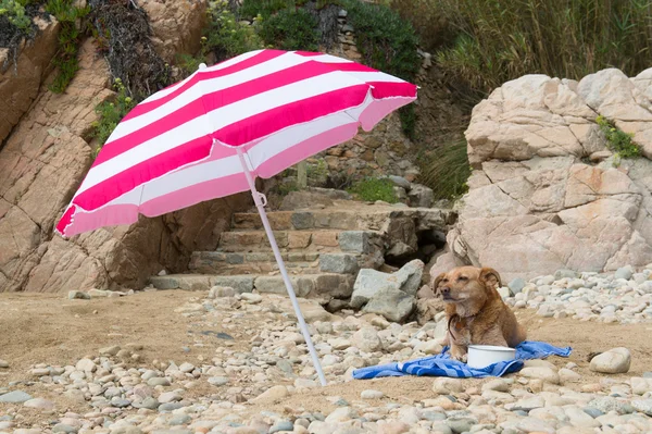 Hond op het strand — Stockfoto