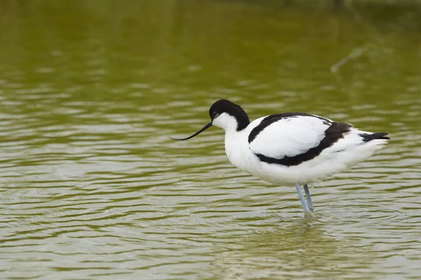 Avocet Pied vadear na água — Fotografia de Stock