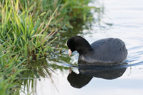 Eurasian coot in water — Stock Photo, Image