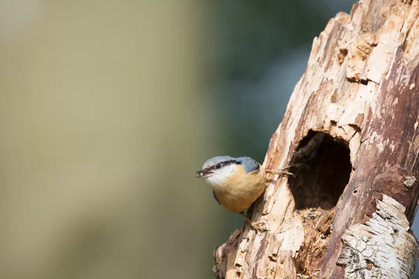 Eurasiatica nuthatch in albero — Foto Stock