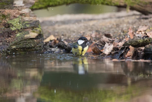 Grande tit tomando banho — Fotografia de Stock