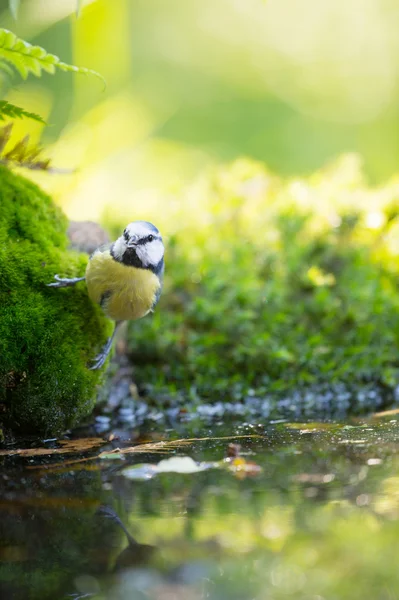 Eurasian Blue Tit na árvore — Fotografia de Stock