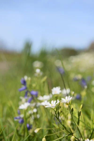 Större stitchwortv i naturen — Stockfoto