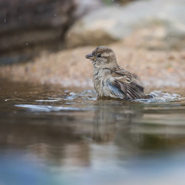 Sparrow in water — Stock Photo, Image