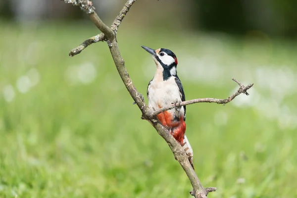 Weibchen-Buntspecht — Stockfoto