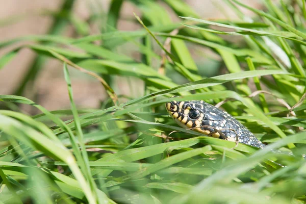 Serpente na grama — Fotografia de Stock