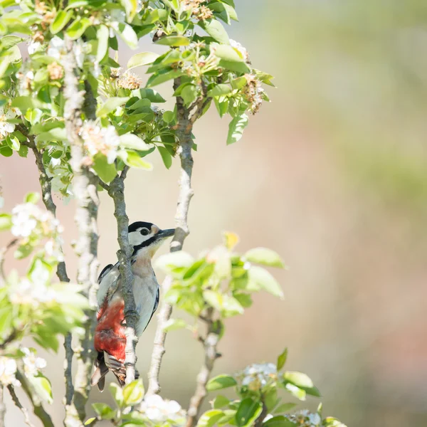 女性大斑的啄木鸟 — 图库照片