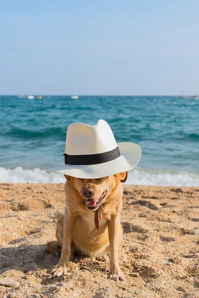 Grappige hond op het strand — Stockfoto