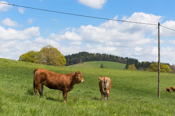 Vacas Limousin em campo — Fotografia de Stock