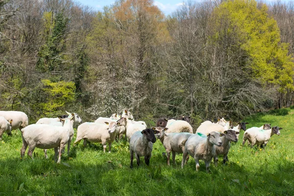 Ovejas afeitadas en los campos — Foto de Stock