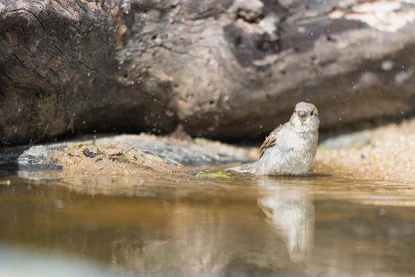 Vrabec ve vodě — Stock fotografie