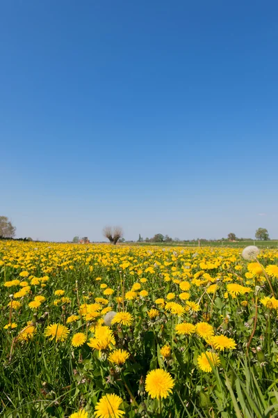 Paardebloemen in landschap — Stockfoto